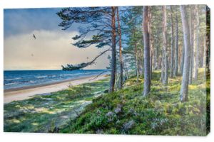Wybrzeże Morza Bałtyckiego z lasem i plażą