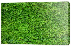 Liść zielony bluszcz tło ściana